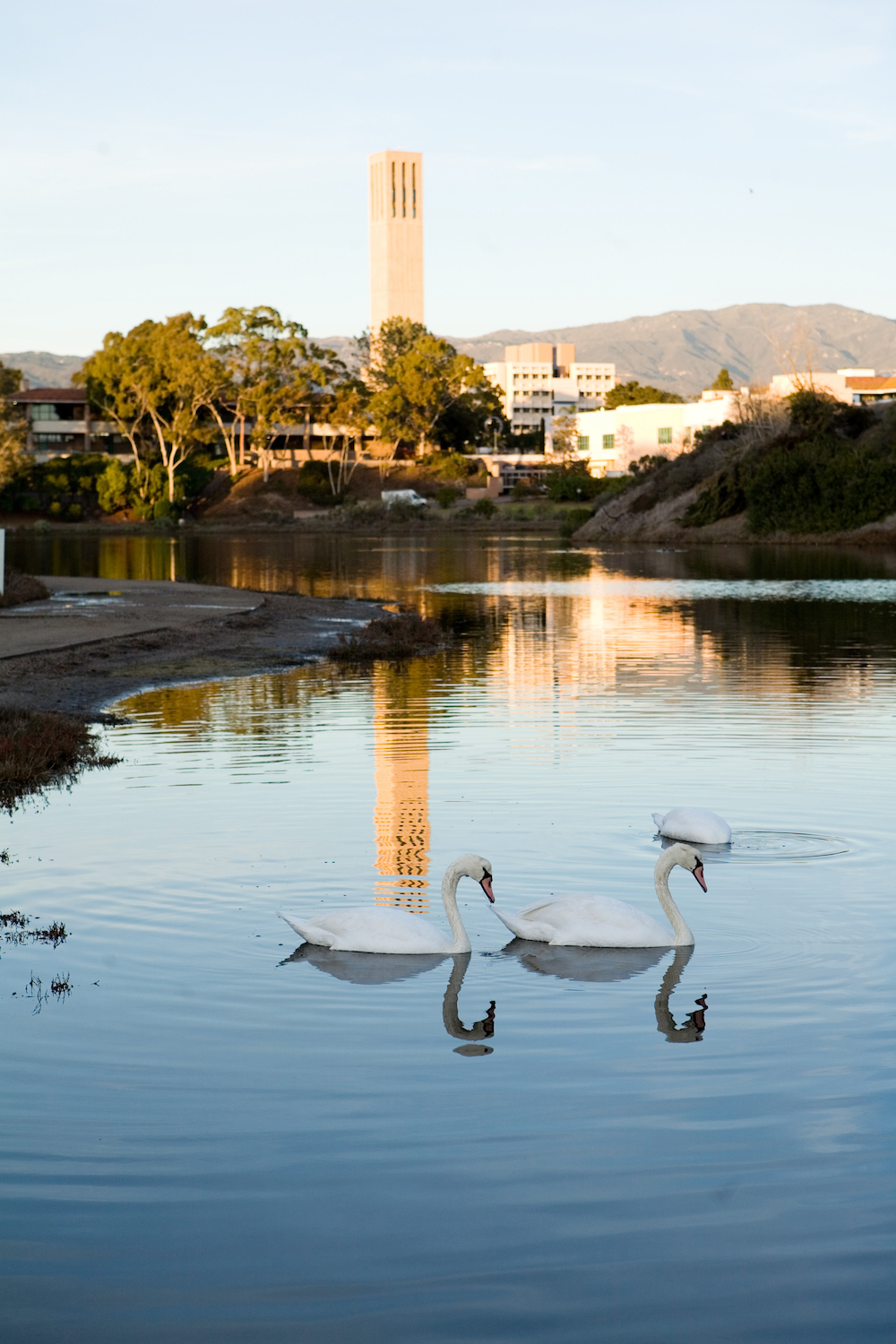 swans and tower